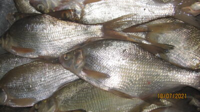 Carp bream ×21 — Pakumulšių II-asis