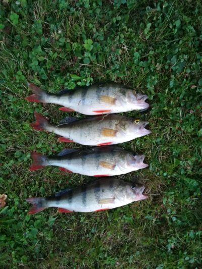 Eurasian perch ×4 — Zalvė