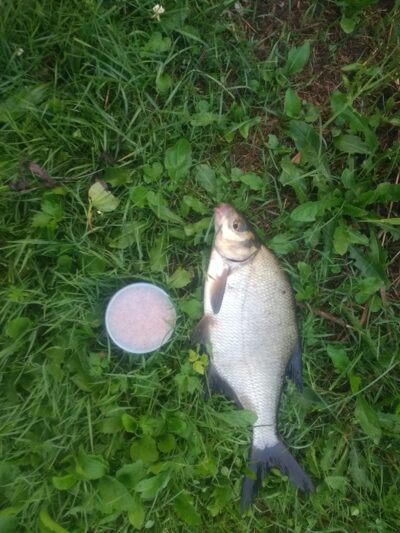Carp bream, 0.9 kg