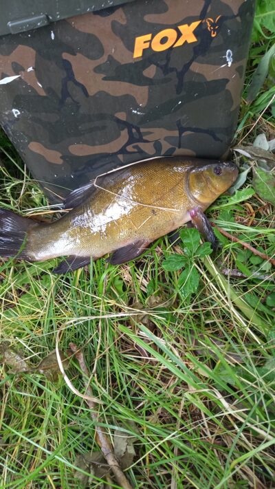 Tench