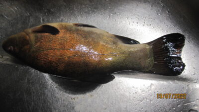 Tench, 0.5 kg