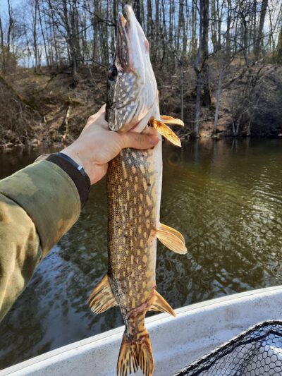 Northern Pike