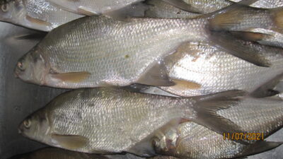 Carp bream ×18