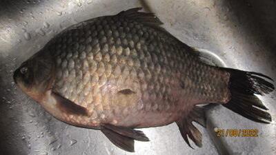 Prussian carp, 1.0 kg