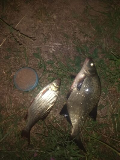 Carp bream, 0.8 kg