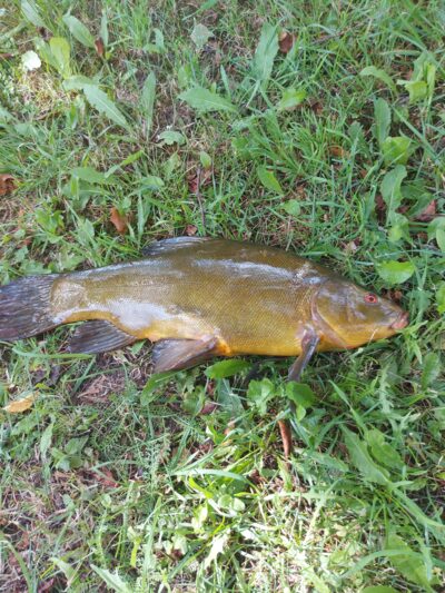 Tench, 1.6 kg