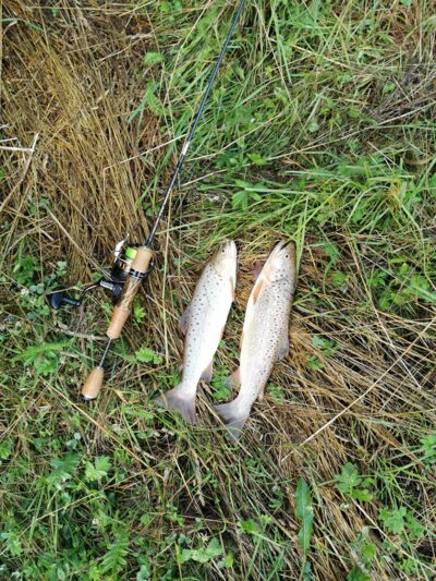 Brown Trout ×8