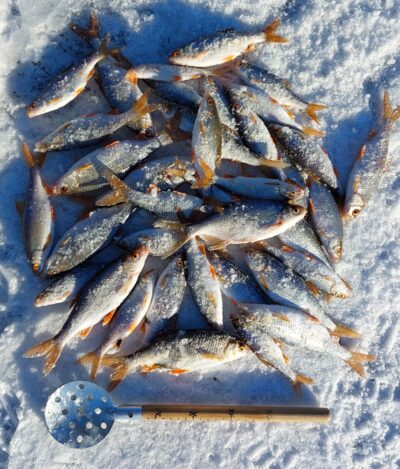 Roach ×37