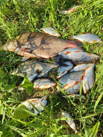 Roach ×15 — Karklėnų