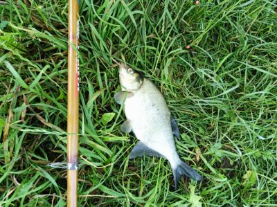 Carp bream, 0.5 kg — Žibartonių I-asis