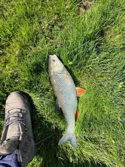 Chub — Lėvuo