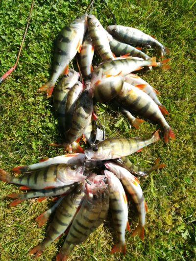 Eurasian perch ×26 — Sartai