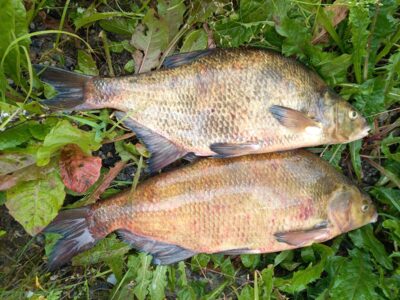 Carp bream ×2 — Neman River