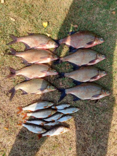 Carp bream ×8