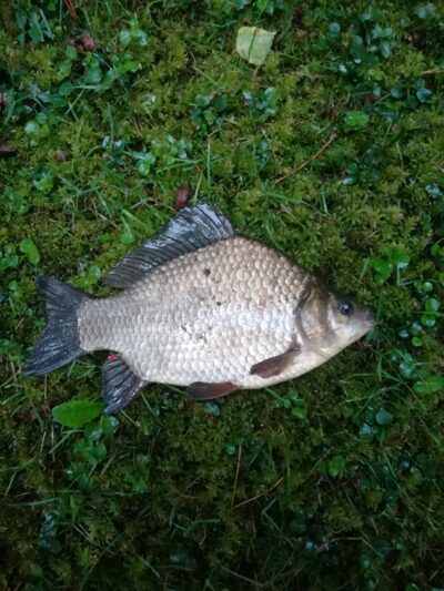 Prussian carp — Sartai