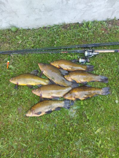 Tench