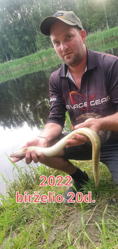 European eel