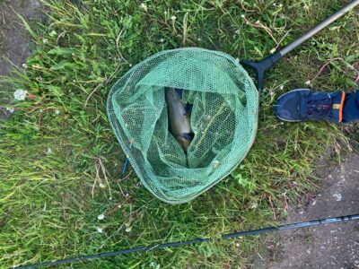 Tench, 0.8 kg — Leliūnų