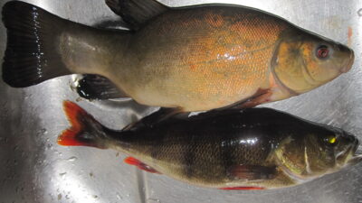 Tench, 0.5 kg