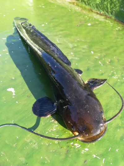 Wels catfish — Sartai