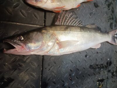 Pike perch — Kuršių