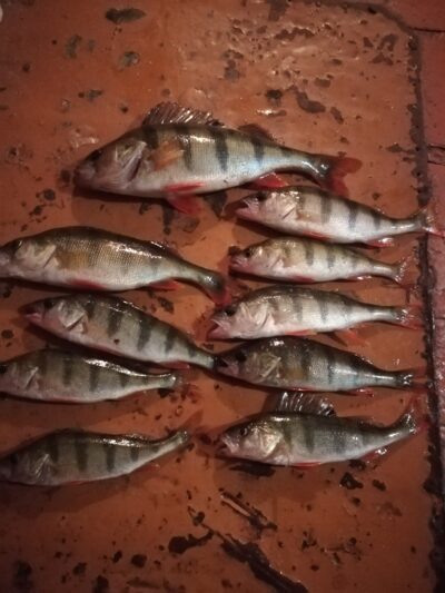 Eurasian perch — Zalvė