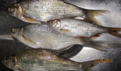 Carp bream ×3 — Pakumulšių II-asis