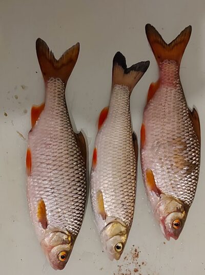 Roach ×3 — Neris River