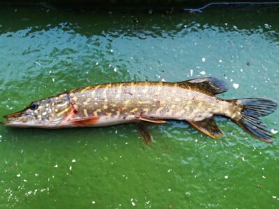 Northern Pike — Sartai