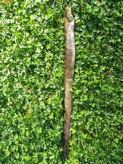 European eel — Sartai