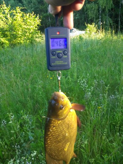 Crucian carp