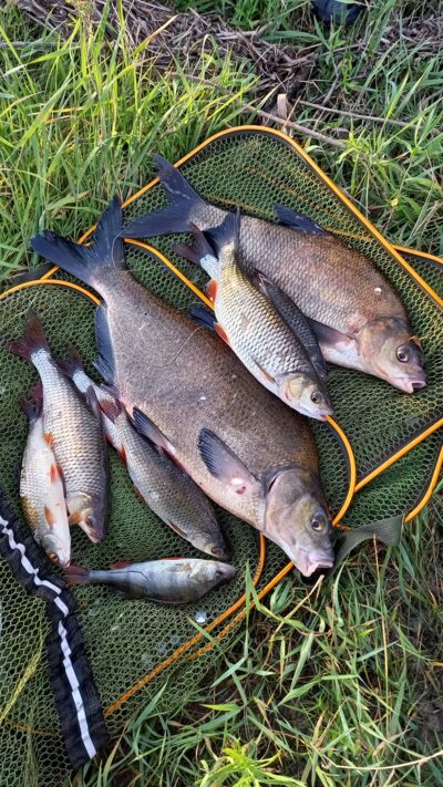 Carp bream ×2 — Neman River