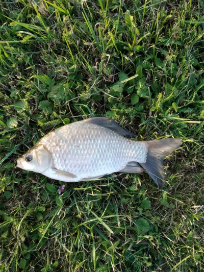 Crucian carp, 0.4 kg