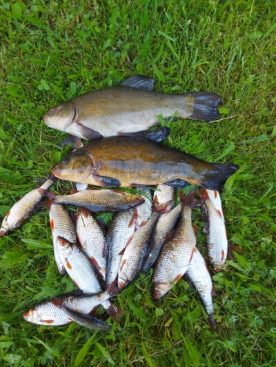 Tench ×2