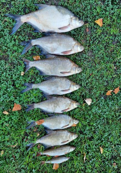 Carp bream ×7