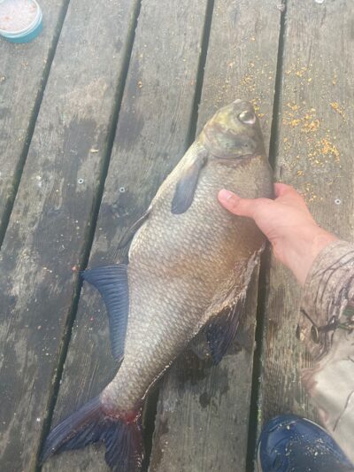 Carp bream, 1.6 kg — Dviragis