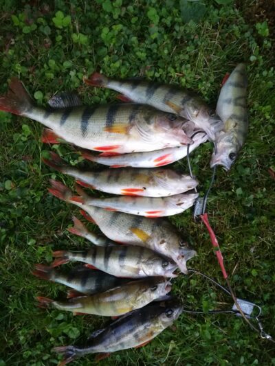 Eurasian perch ×12 — Sartai