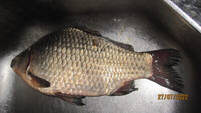 Prussian carp, 0.9 kg