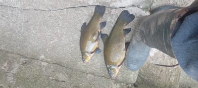 Tench ×2