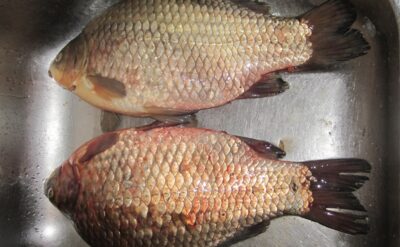 Prussian carp ×2