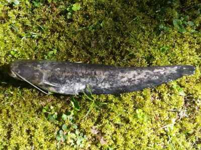 Wels catfish — Sartai