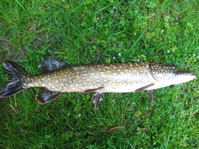 Northern Pike — Sartai