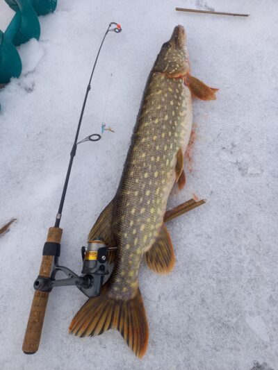 Northern Pike