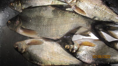 Carp bream ×6