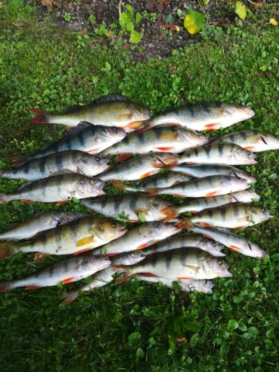 Eurasian perch ×25 — Sartai