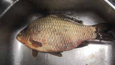 Prussian carp, 0.9 kg
