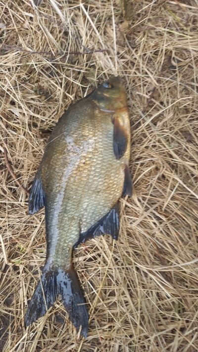 Carp bream, 1.6 kg — Gauštvinis