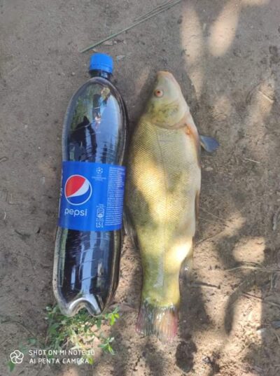 Tench
