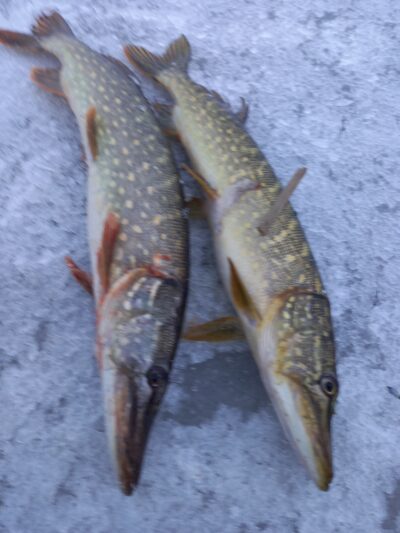 Northern Pike ×2