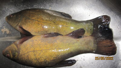 Tench ×2